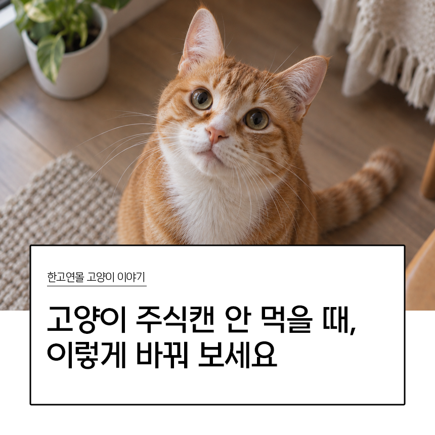 고양이 주식캔 안 먹을 때, 굶기지 말고 이렇게 바꿔 보세요