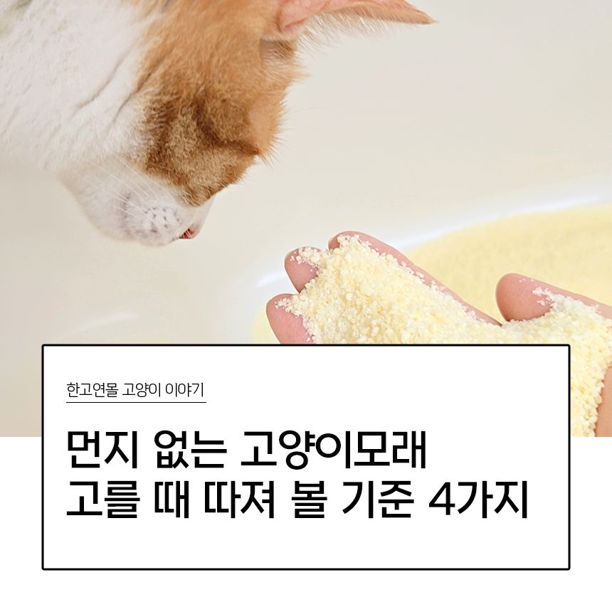 먼지 없는 고양이모래 고르기 전에, 표기만 믿지 말고 따져 볼 기준 4가지